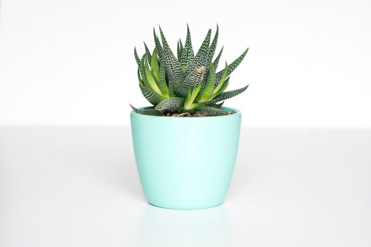 Soporte de madera para plantas